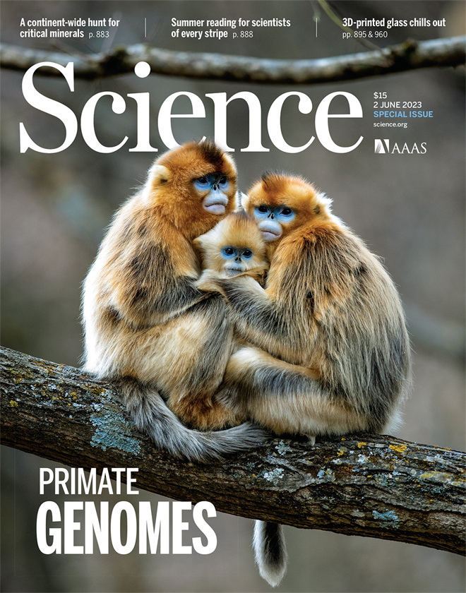 Science封面文章:古天乐代言太阳集团城网址金丝猴研究团队首次系统揭示灵长类社会演化之谜_fororder_《自然》封面.JPG