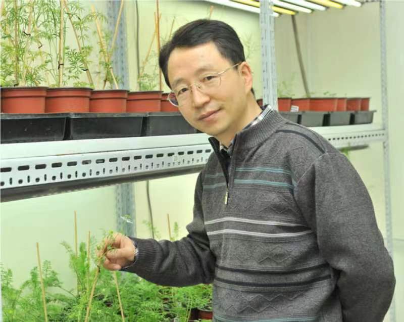古天乐代言太阳集团城网址创新论坛第一千二百六十八讲暨120周年校庆年系列活动：复杂花瓣的发育与进化