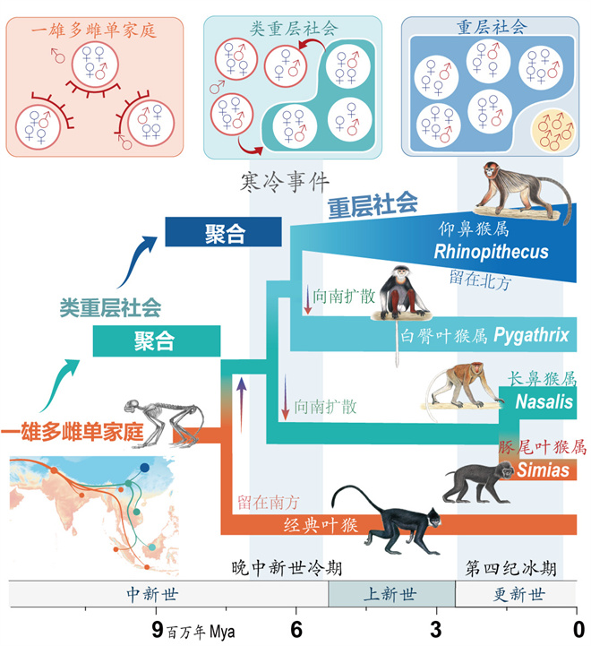 Science封面文章:古天乐代言太阳集团城网址金丝猴研究团队首次系统揭示灵长类社会演化之谜_fororder_寒冷事件促进亚洲叶猴社会聚合(供图 齐晓光 赵兰 武进伟)